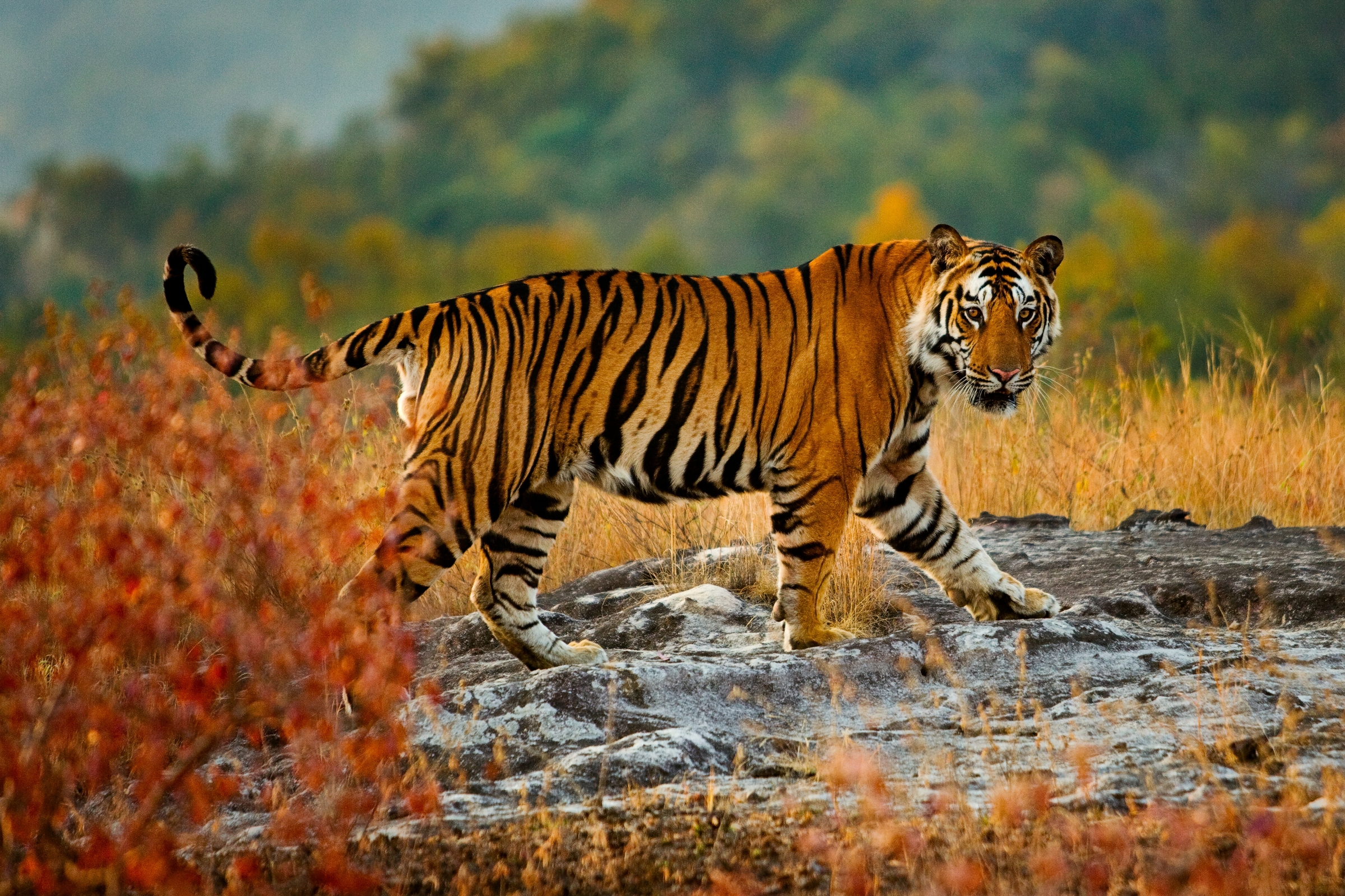 Bengal Tiger Running