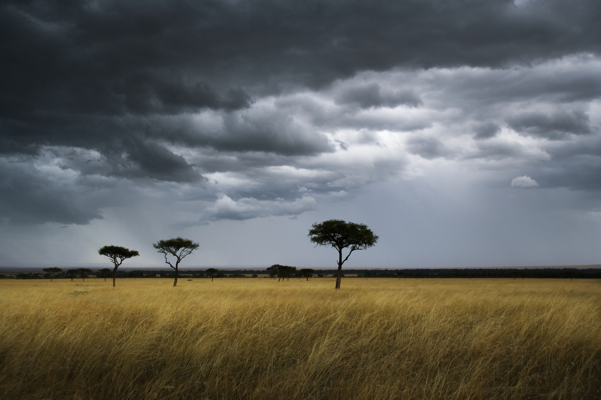 Storm Over the Savannah, Masai Mara National Reserve, Kenya бесплатно
