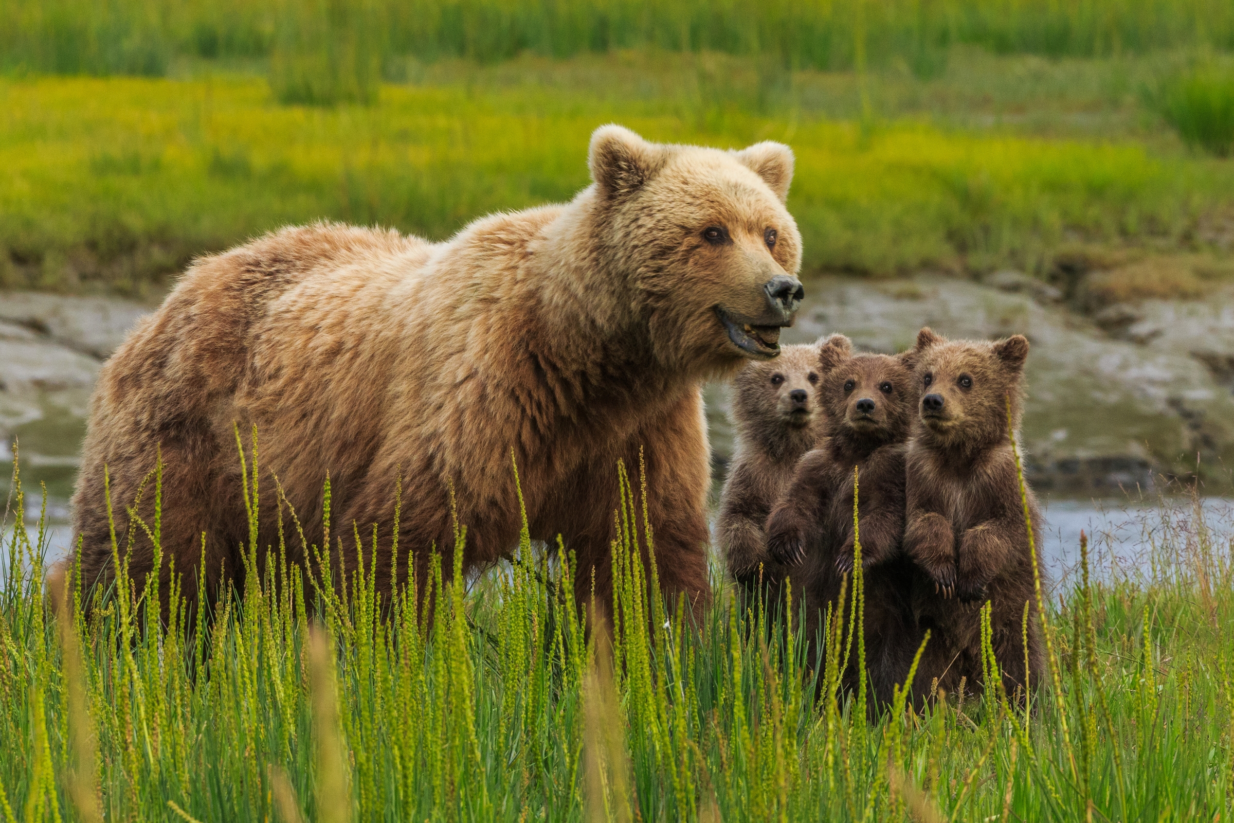Популяция бурых медведей. Бурый медведь Гризли в Северной Америке. Бурый медведь на Аляске. Медведь Гризли семейство. Бурый медведь с медвежатами.