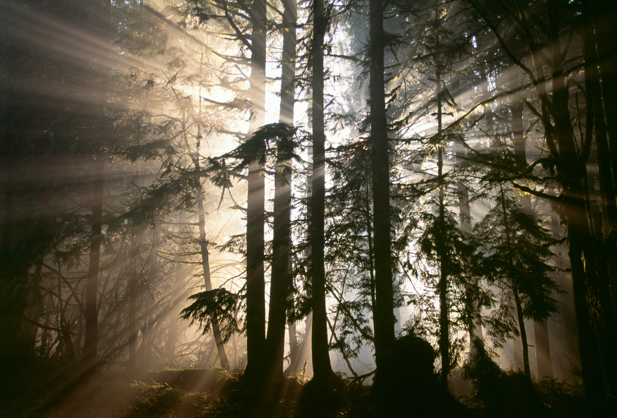 Sun rays burst through trees, Olympic National Park, Washington