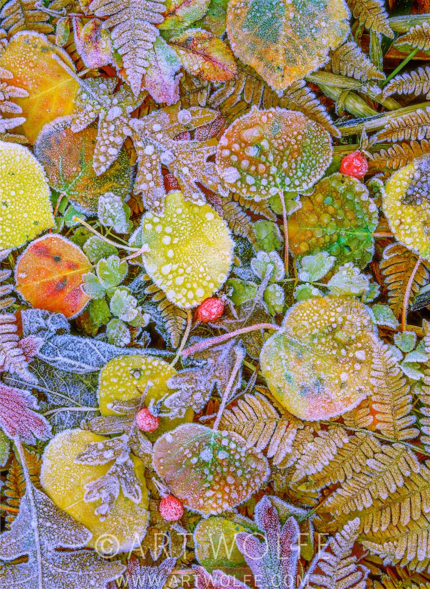 Frosted Leaves