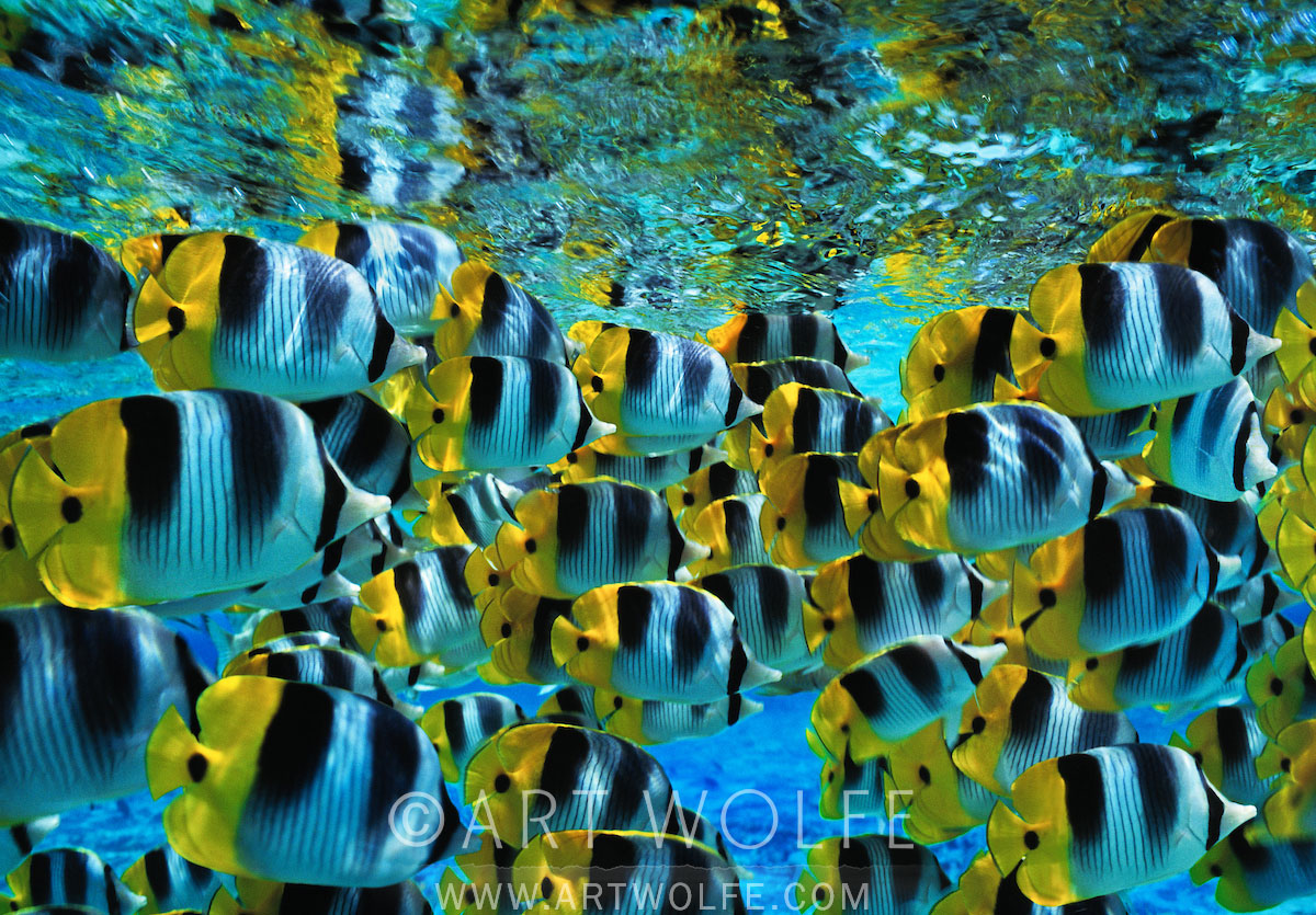 A Rainbowed Sea |