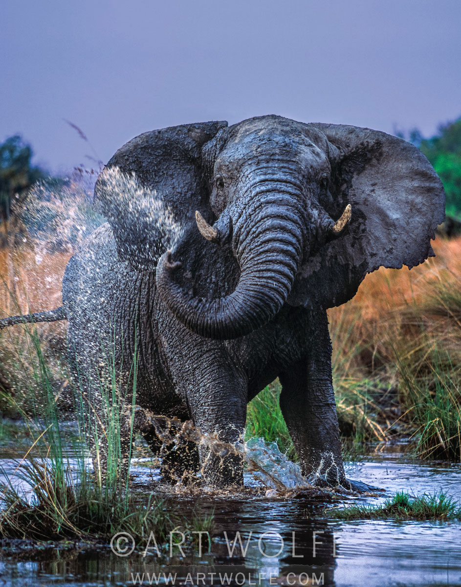 Defiant Bull Elephant