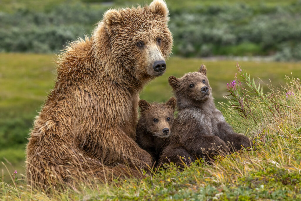 Wild Lives Photo Tour: Katmai Alaska July