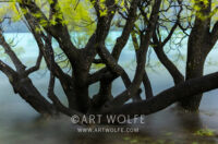 Crack Willow