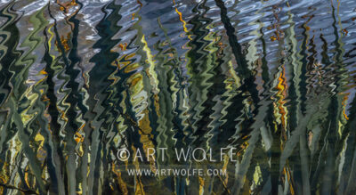 Harakeke Reflection