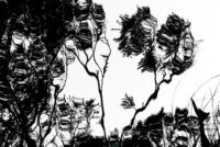 Arboreal Reflection