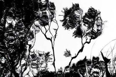 Arboreal Reflection