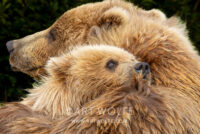 Cuddle