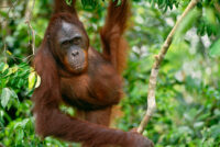 Wild Borneo Photo Journey: Photographing Borneo’s Rarest Icons