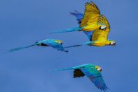 Blue-and-yellow Macaws
