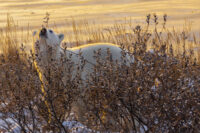 By the Shores of Hudson Bay