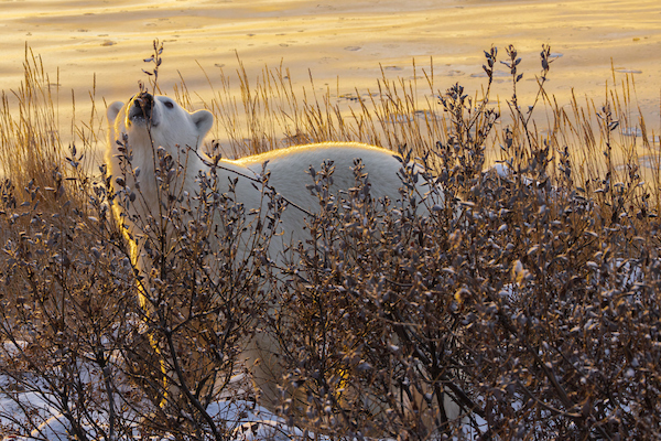 By the Shores of Hudson Bay