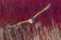 Barn Owl in Flight