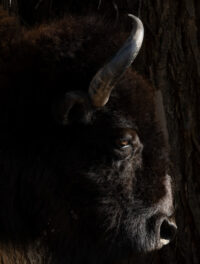 American Bison