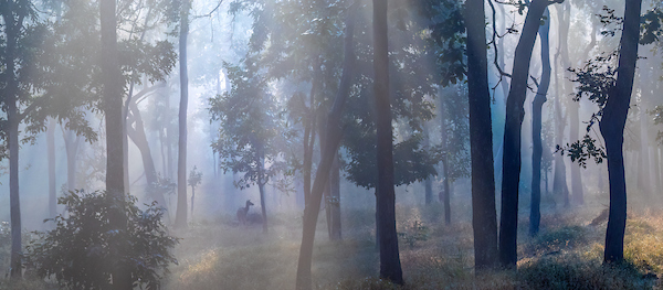 Woodland Mist