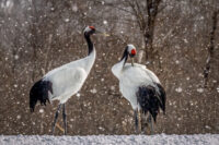Snowfall on Cranes