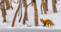 Winter Fox