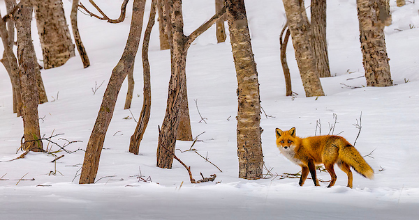 Winter Fox