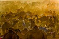 Pushkar Camel Fair