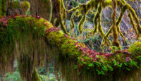 Hall of Mosses