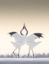 Crane Dance