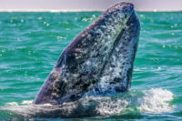 Gray Whales and the Wild Baja Coast Photo Tour