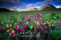 Indian Paintbrush