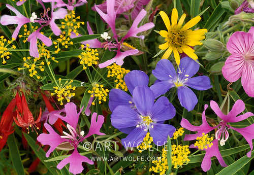 Meadow Jewels
