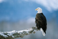 Alaska Eagles and Aurora Photography Adventure -EARLY BIRD SPECIAL!